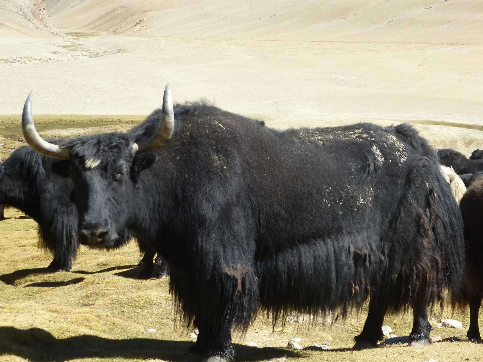 Ladakh Tour